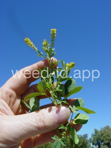 sweetclover, Indian